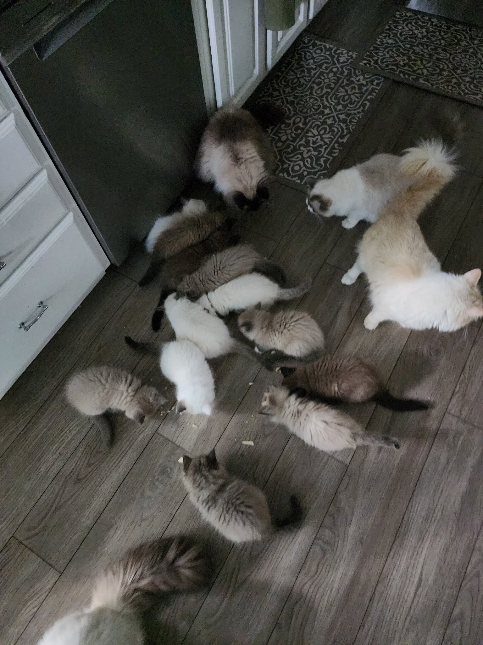 Abbey Road Rags — TICA Ragdoll Kittens | Quakertown, PA